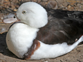 Radjah Shelduck